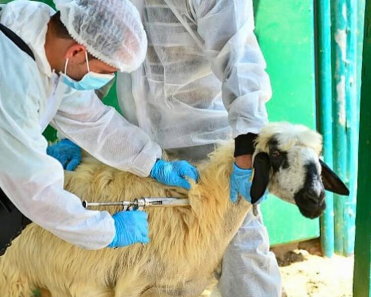 هشدار دامپزشکی سیرجان: خطر بیماری در کمین ذبح غیربهداشتی و مصرف نادرست گوشت