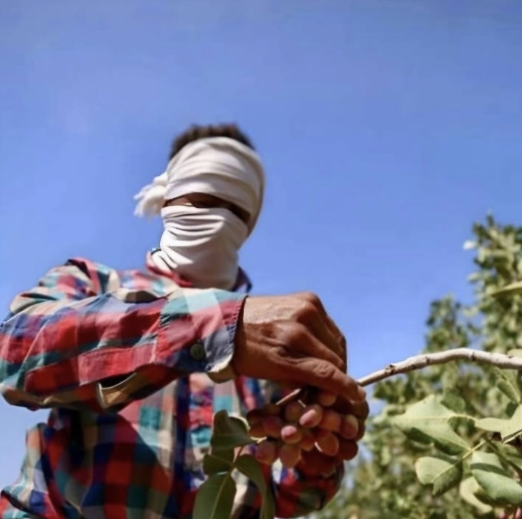 دستگیری سارقان پسته در سیرجان 