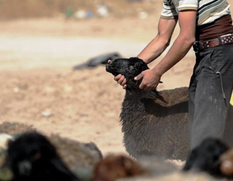 دستگـ‌یری زن و شوهر سـارق احشام و کابل‌های برق در سیرجان