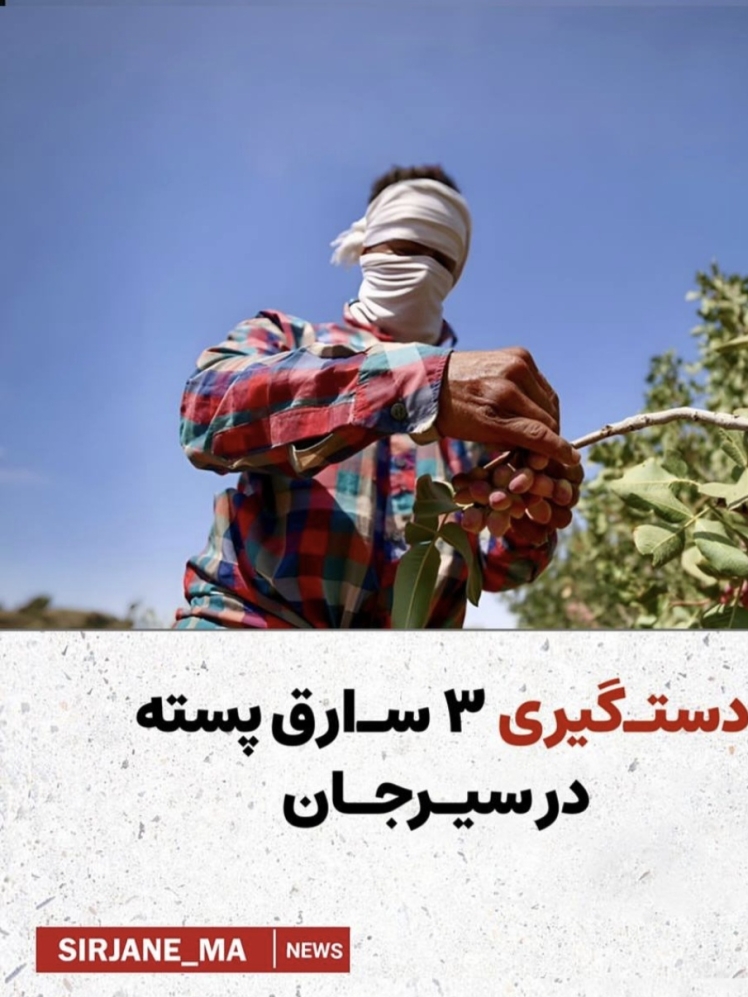 دستگیری ۳ سارق پسته درسیرجان 